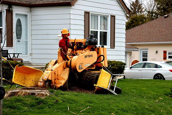 stump grinding