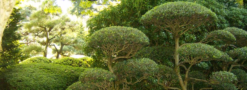 Tree Trimming