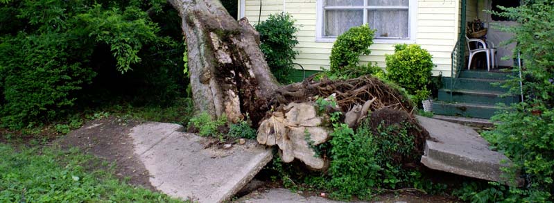 uprooted tree